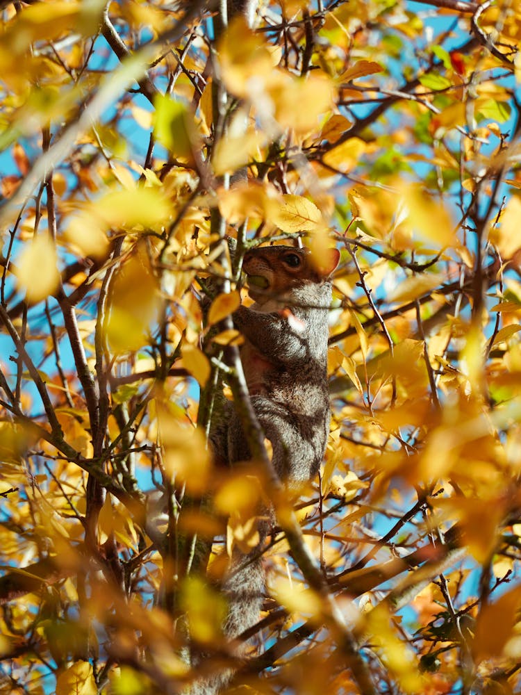 Squirrel In Autumn Leaves