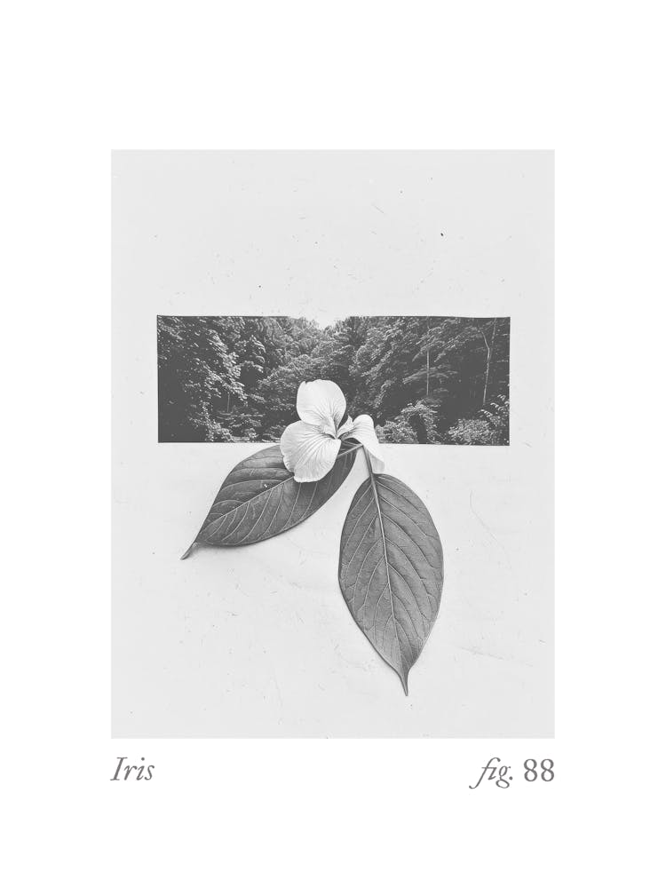 Iris Botanical Collage 2