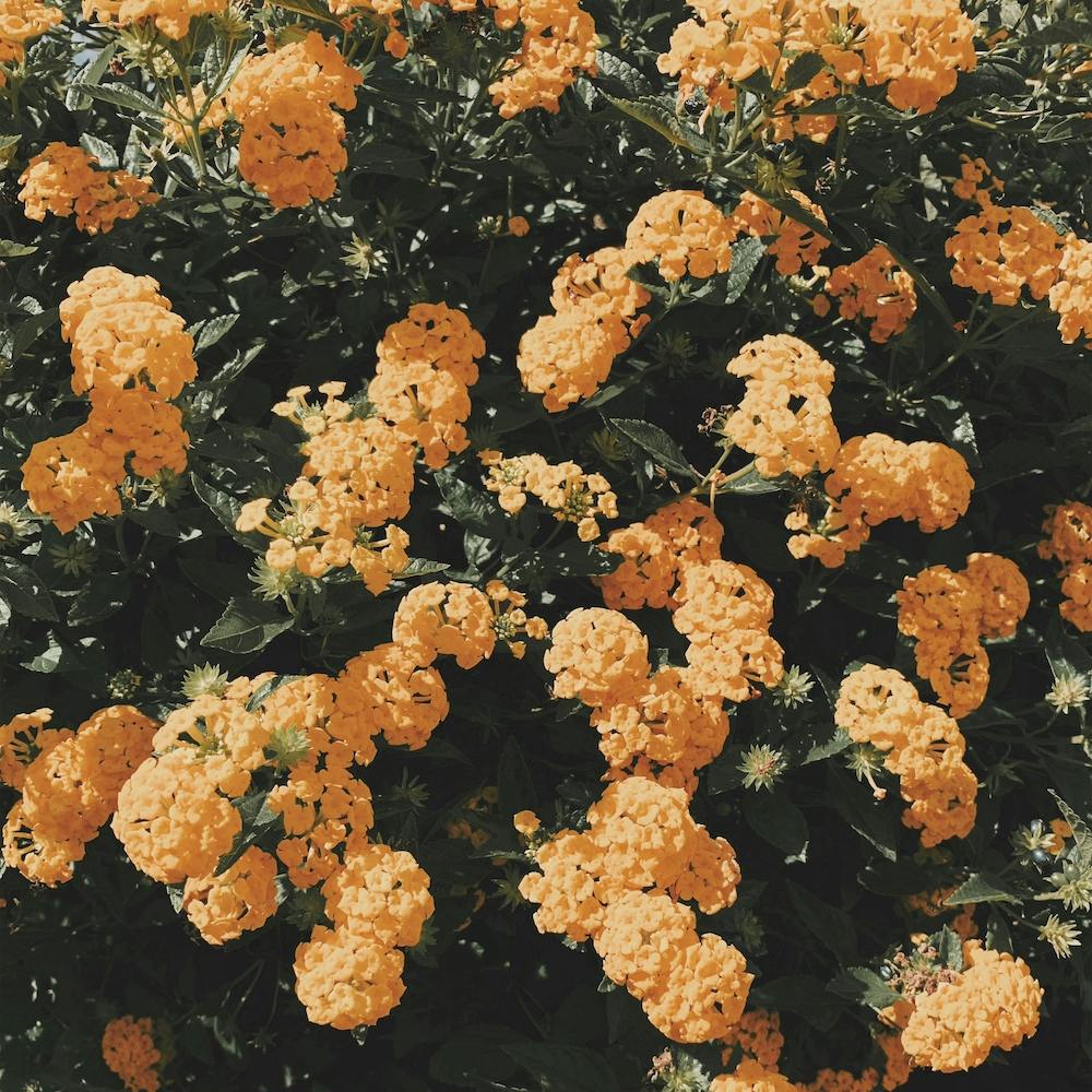 Autumn Mum Flowers Square