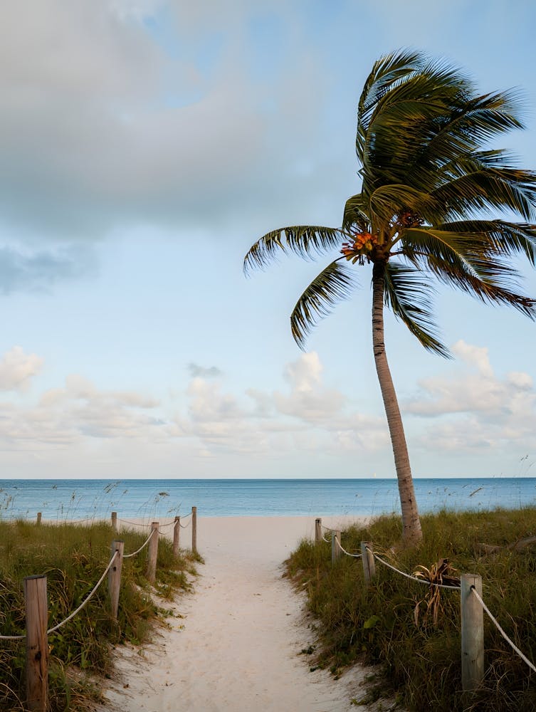 Palm Tree Coastal Path Wall - Serene Beach Scene