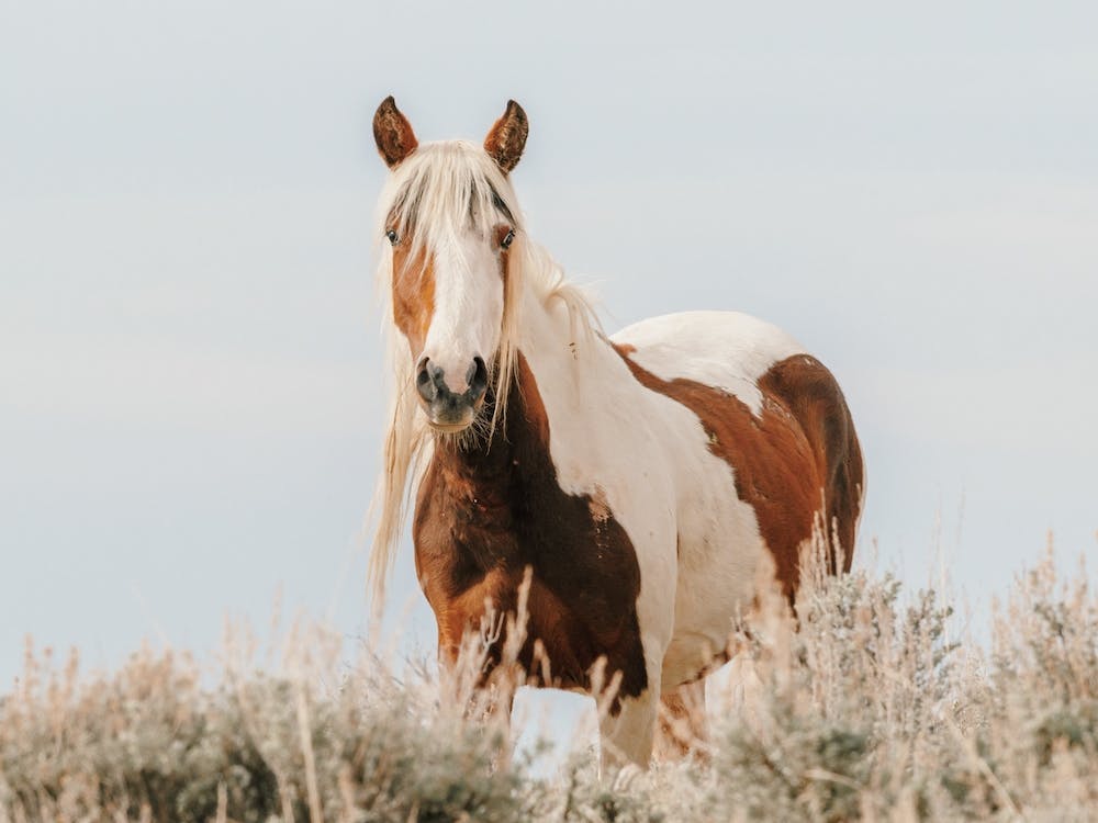 Sagebrush Horse