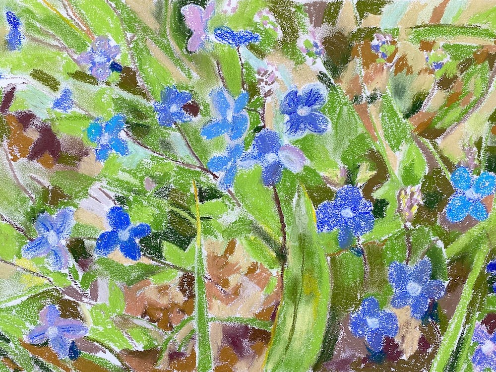 Forget Me Nots