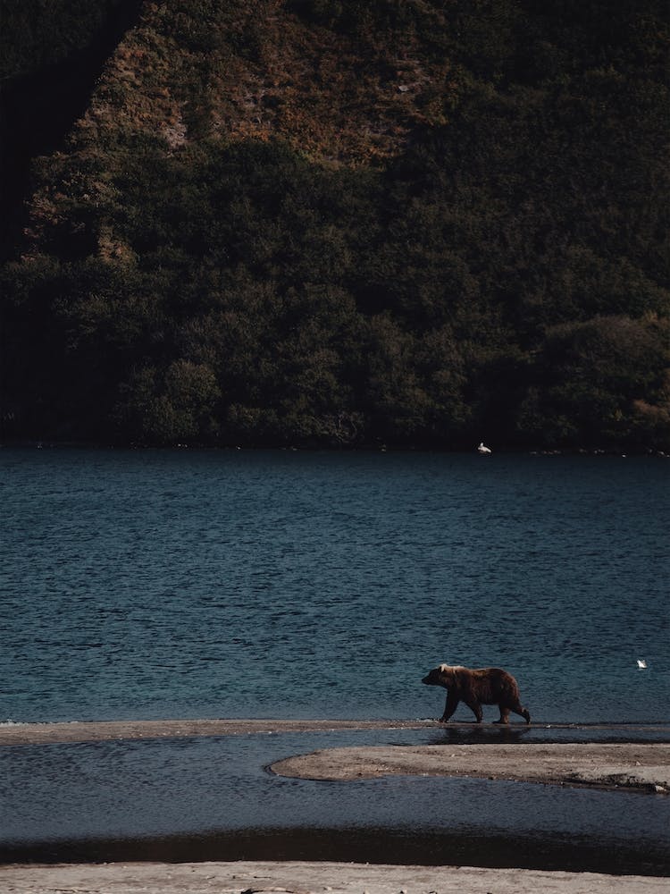 Bear On Lake Shore