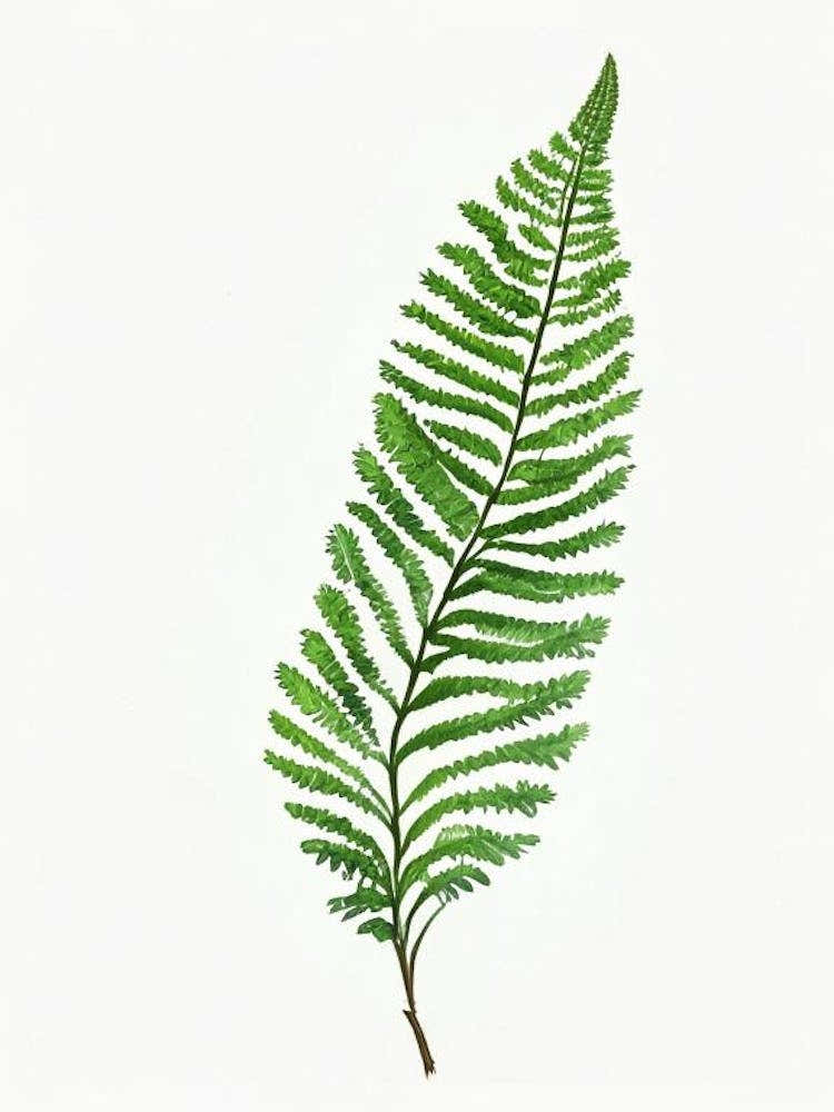 Common Horsetail Fern Watercolour