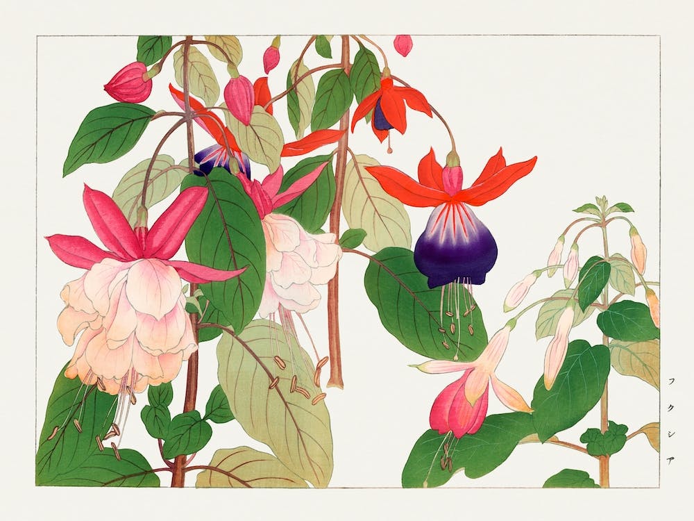 Fuchsia Flower, Japanese Woodblock