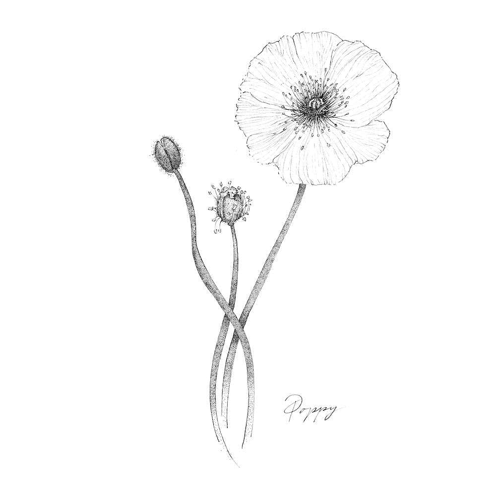 Poppy 2