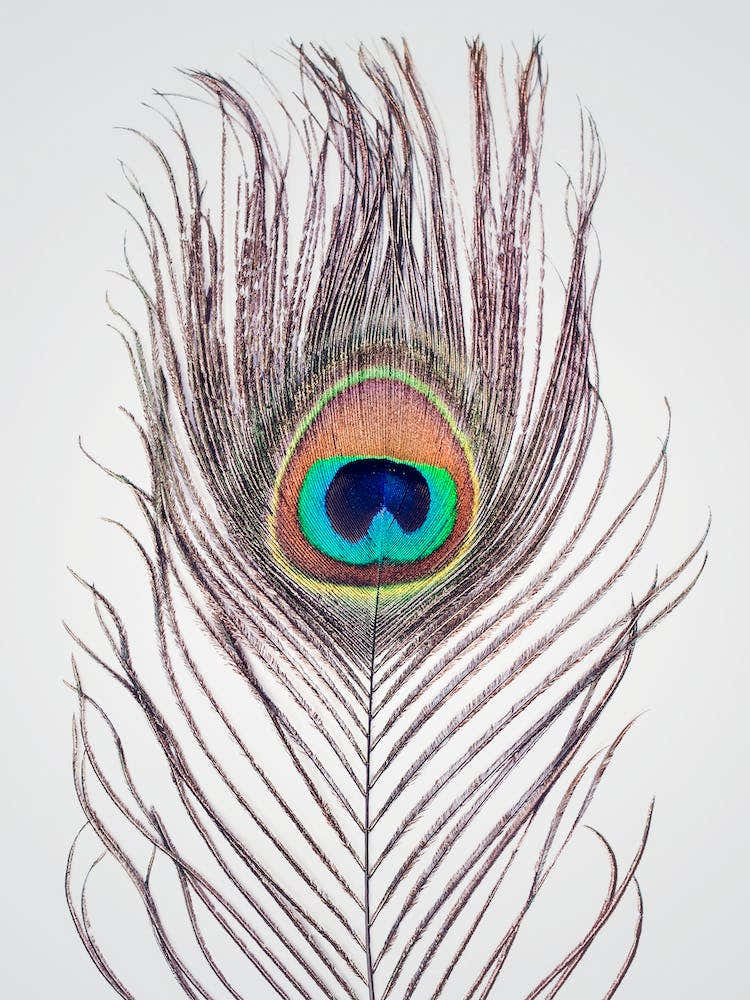 Peacock Feather