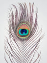 Bird Photography Art Prints