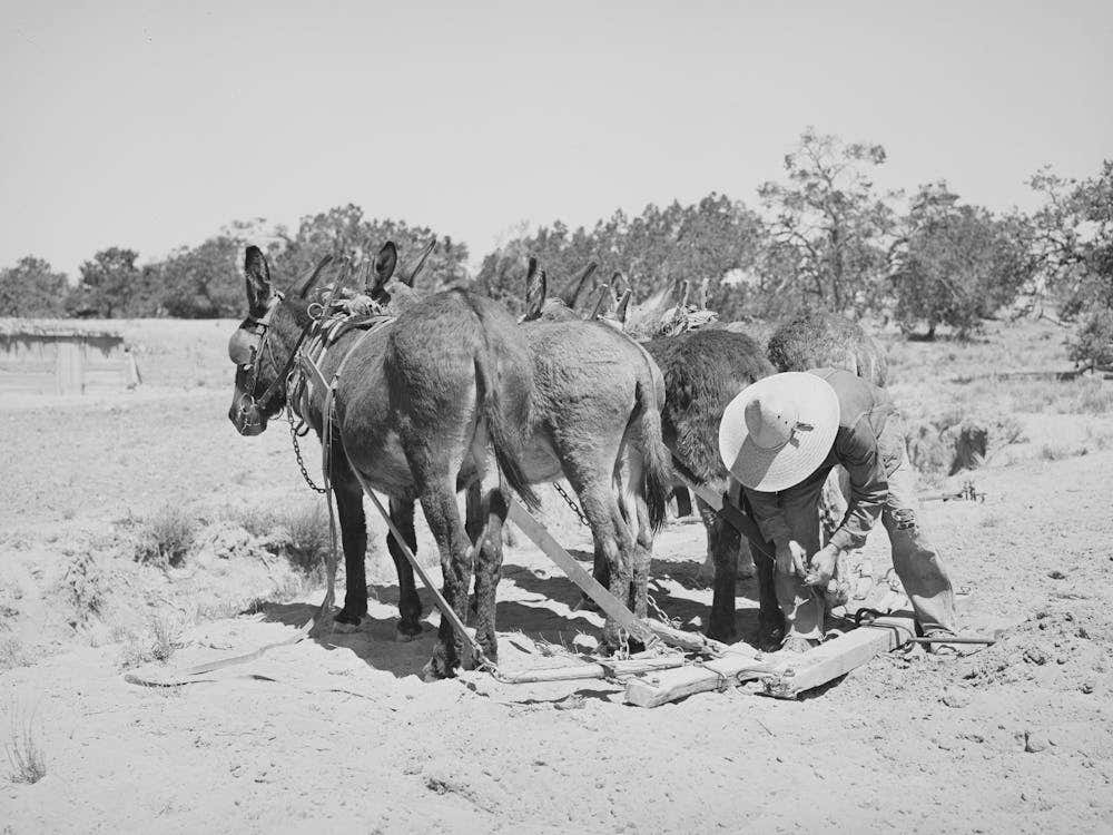 Mr, Leatherman Hitching Up His Burros, Pie Town, New Mexico By Russell Lee