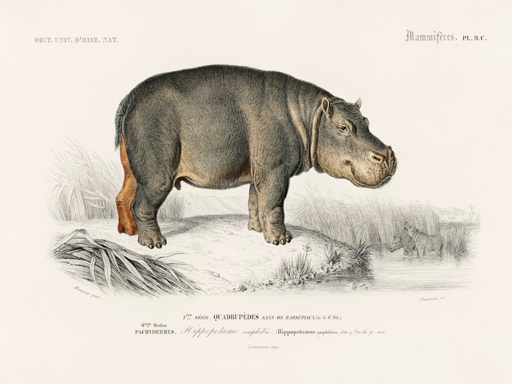 Hippopotamus (Hippopotame Amphibie), Charles Dessalines D'Orbigny