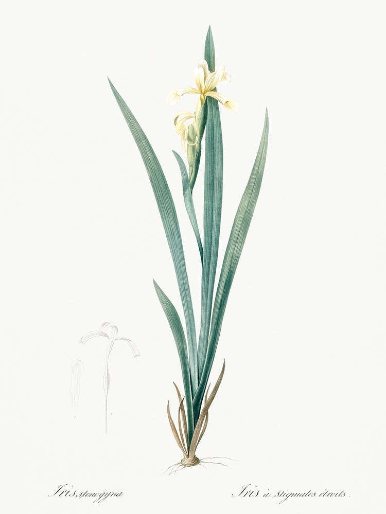 Yellow Banded Iris Illustration From Les Liliacées (1805), Pierre Joseph Redoute