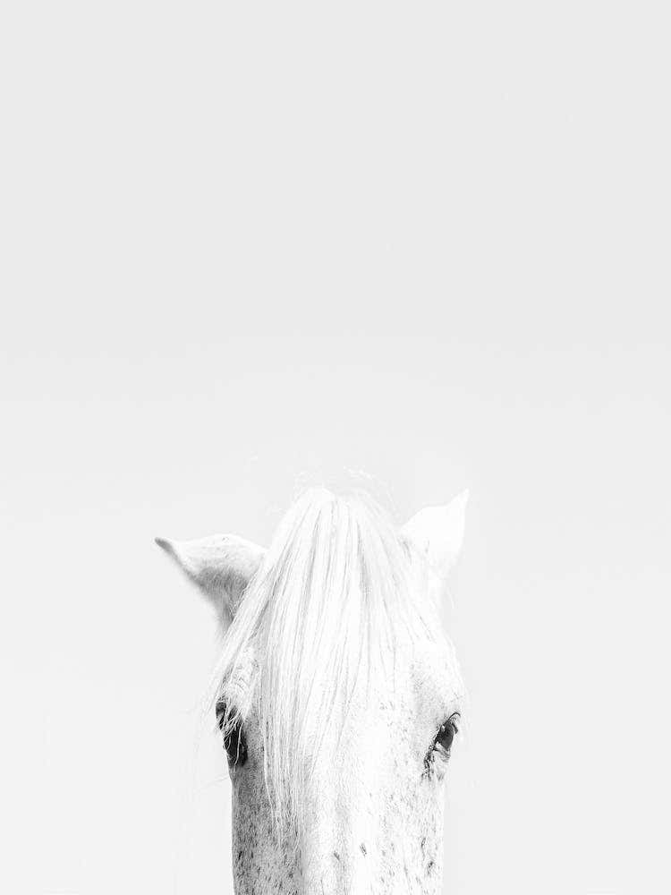 White Horse