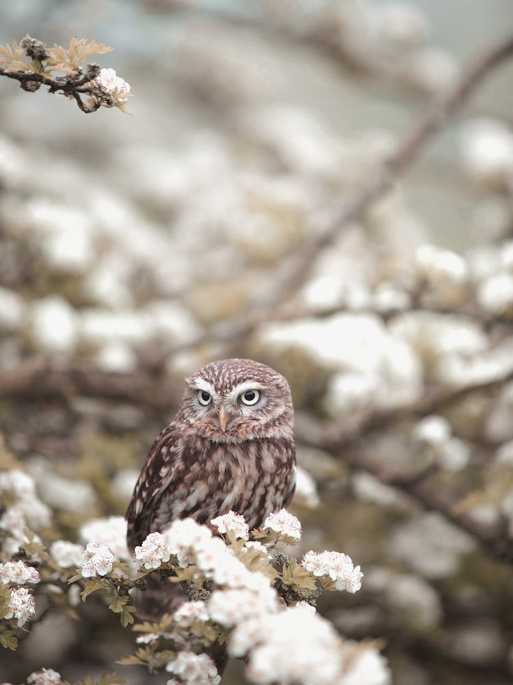 Burrowing Owl In Flowers