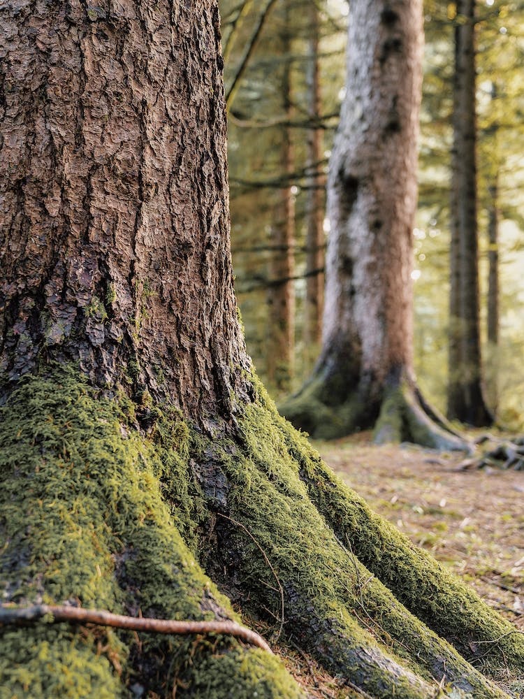 Mossy Tree Trunk