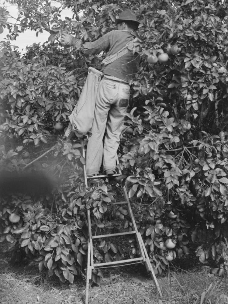 Picking Grapefruit Near Weslaco, Texas By Russell Lee