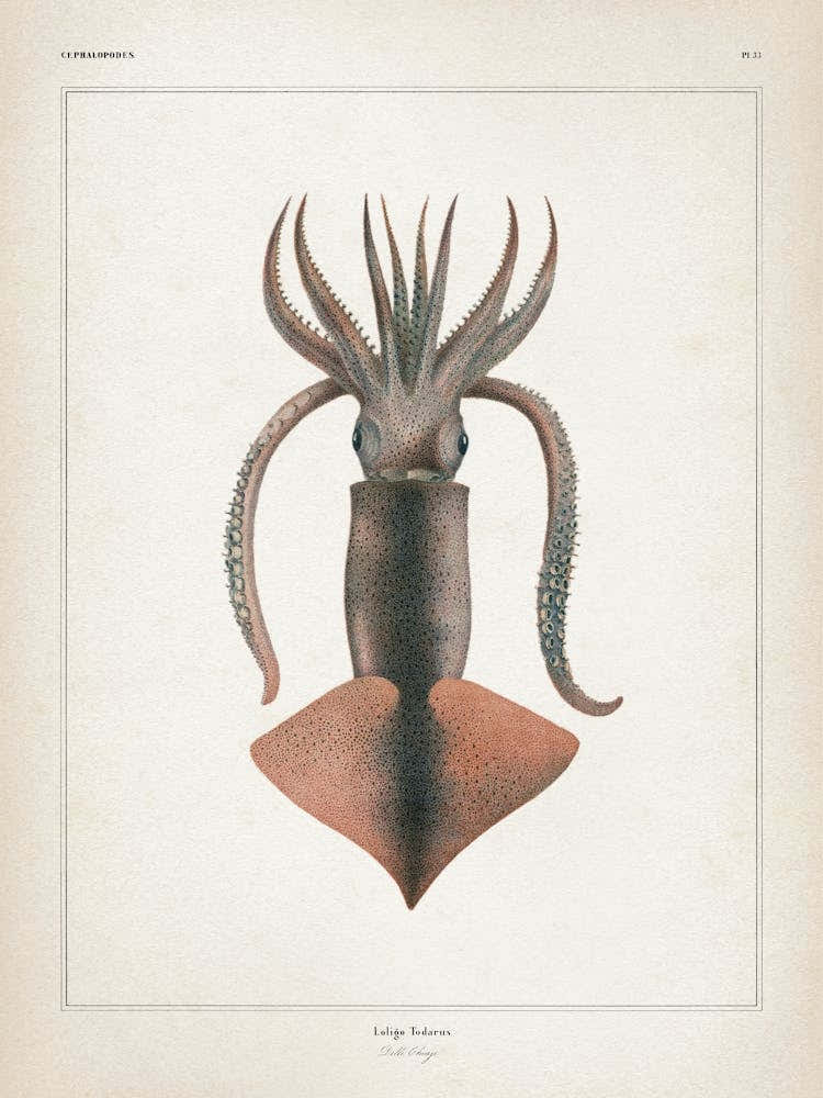 Vintage Vérany 2 Loligo Todarus