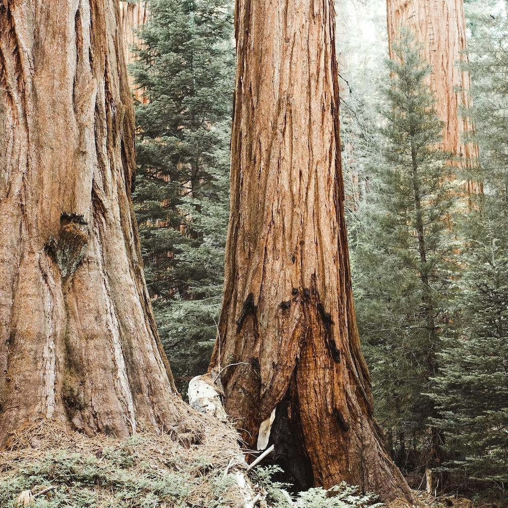 Redwood Trees Square