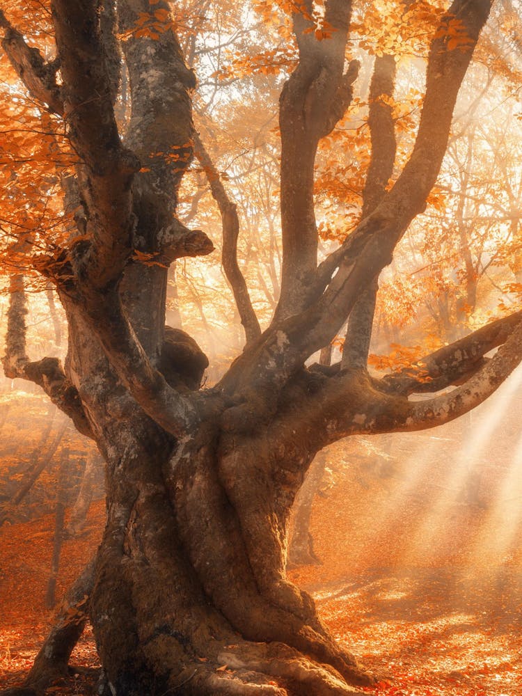 Autumn Tree In The Forest