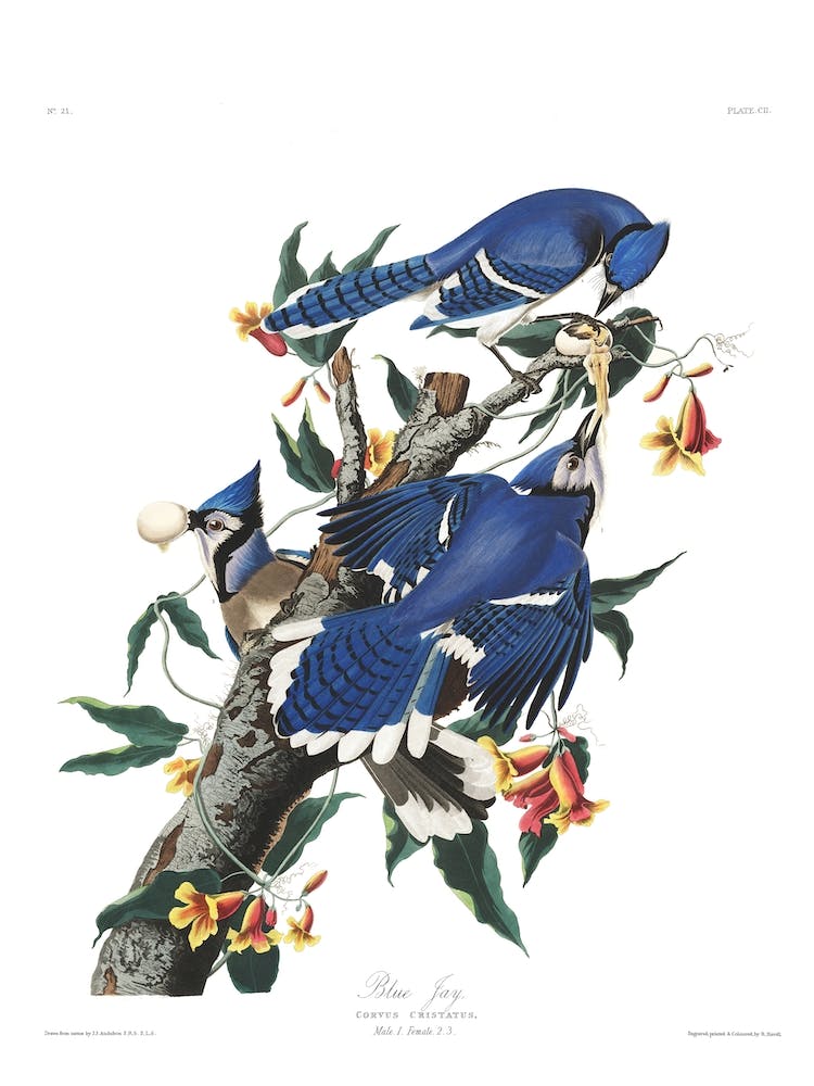 Blue Jay