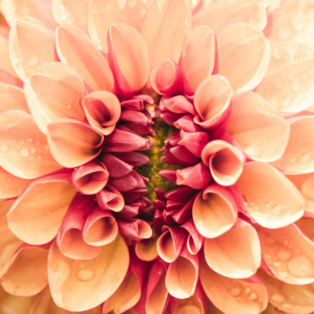 Dahlia 11