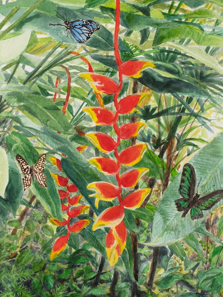 Heliconia