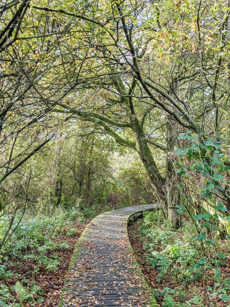 Yellow And Green Autumn Leaves