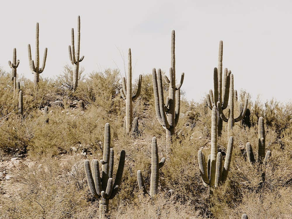 Saguaro Cactus Hillside
