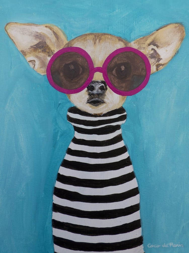 Stripy Chihuahua