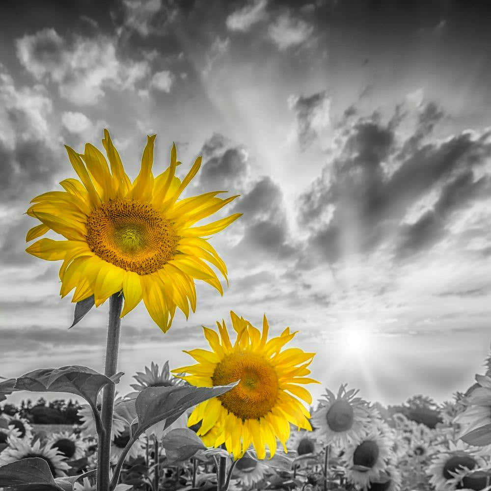 Focus On Two Sunflowers