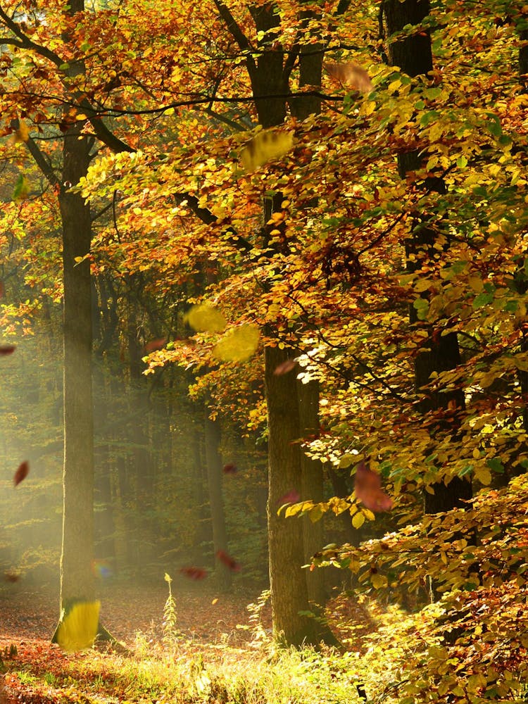 Autumn In The Forest 1