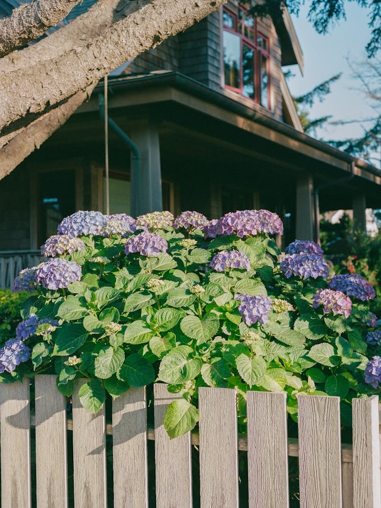 Cannon Beach Blooms VIII on Film