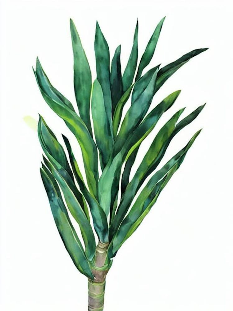 Screw Pine (Pandanus Veitchii) Watercolor