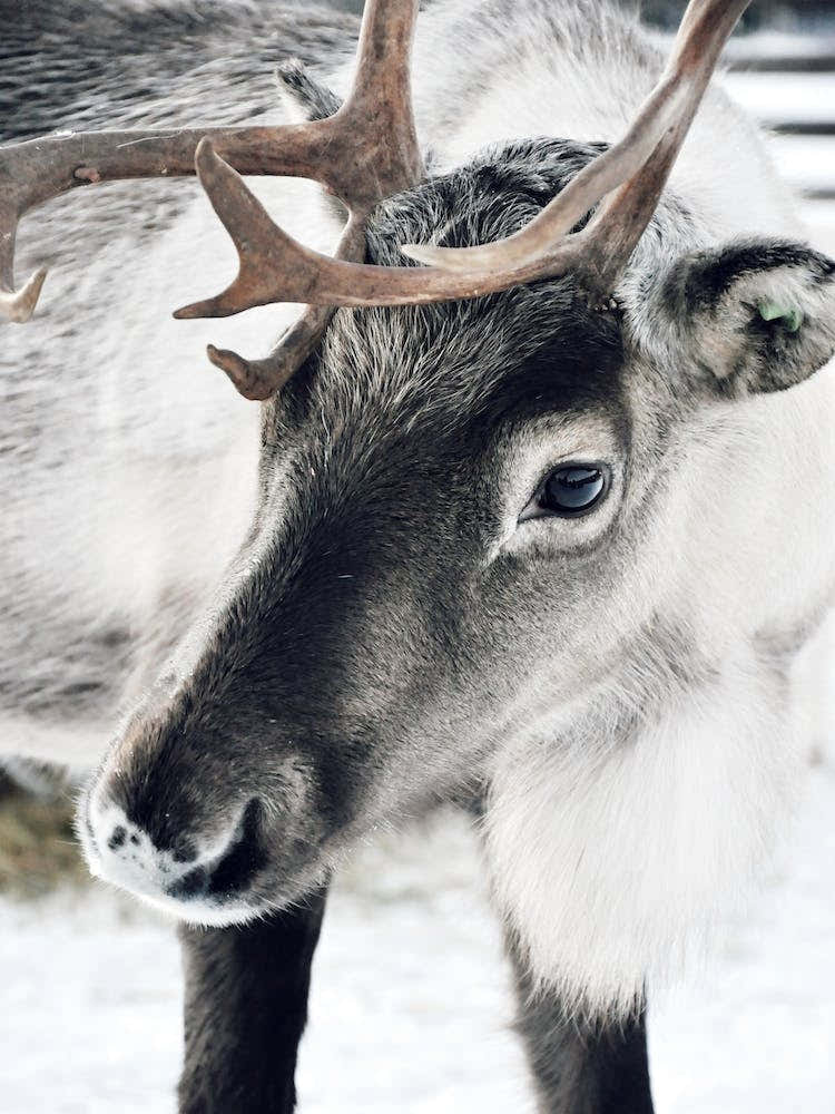 Christmas Reindeer