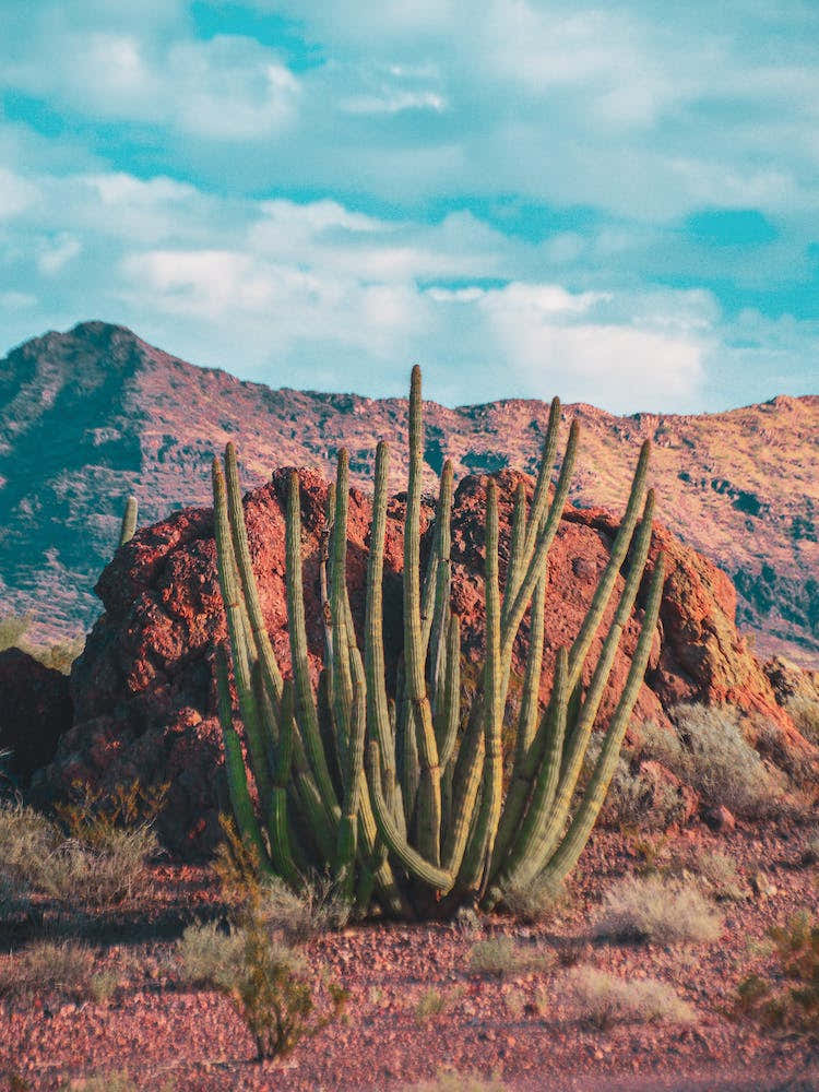 Organ Pipe In The Sonoran Desert