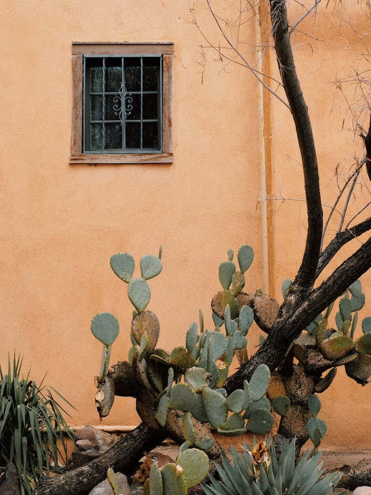 Cactus Along House