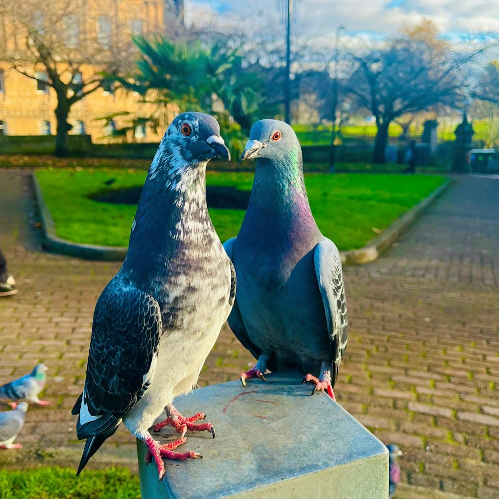 Pigeon In Love
