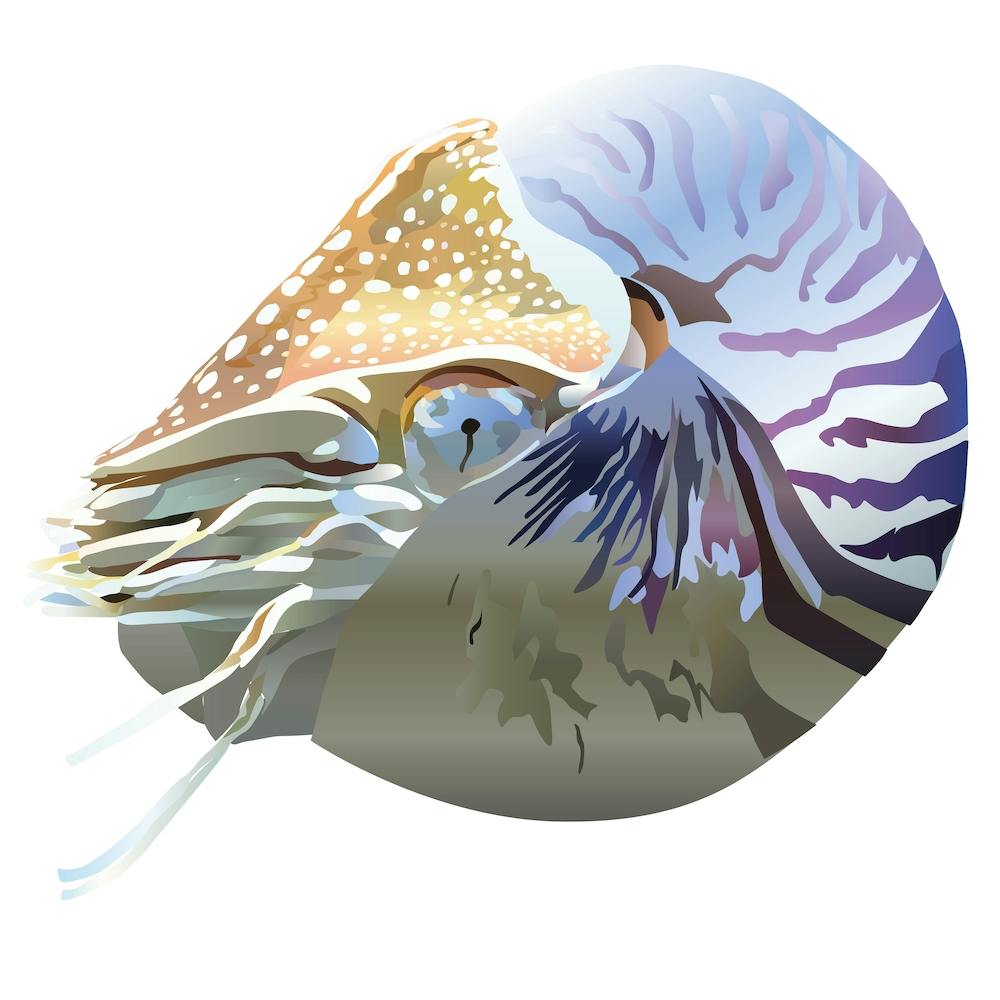 Nautilus 2