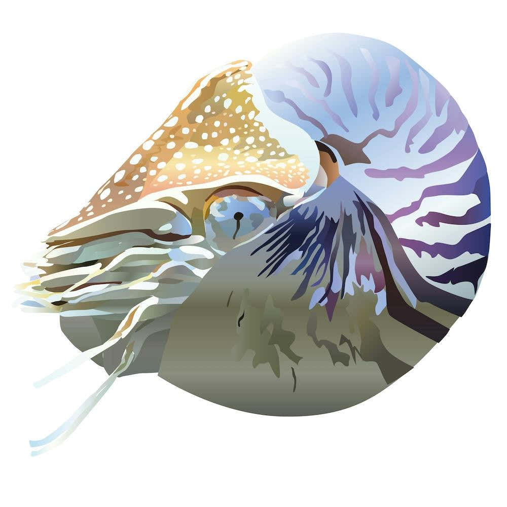 Nautilus 2