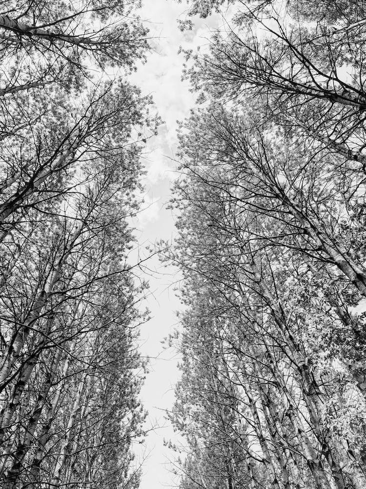 Trees In A Forest In Italy