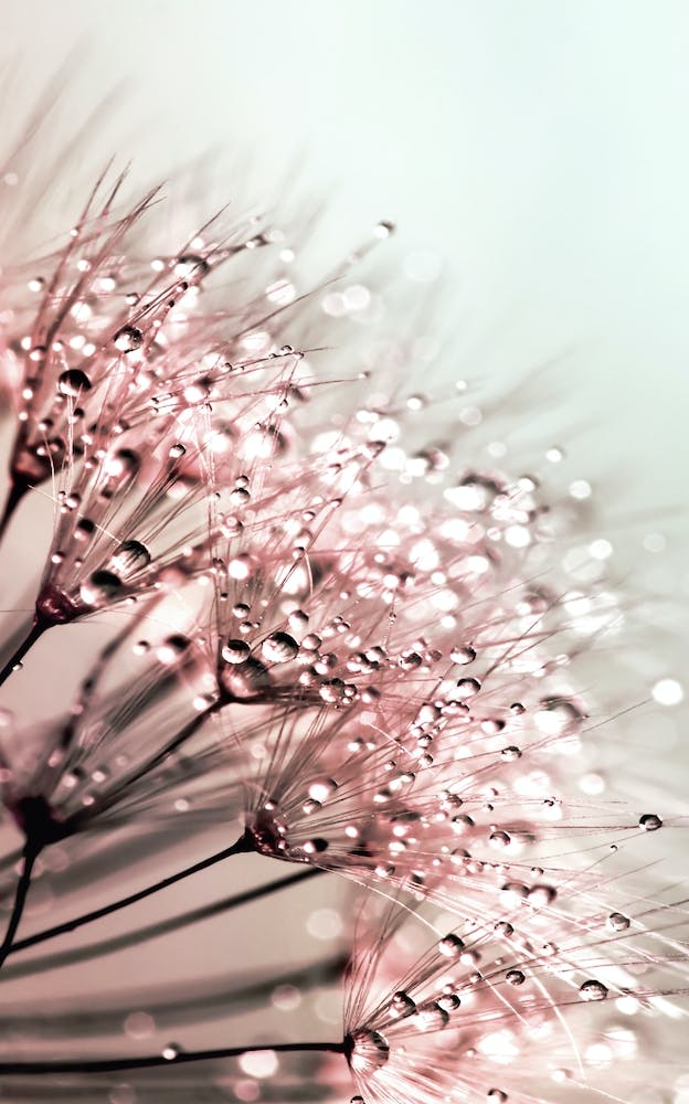 Blush Dandelion