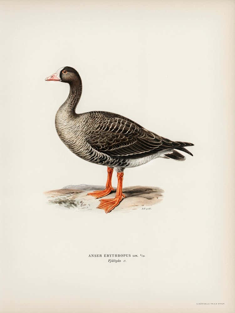 Anser Erythropus, The Von Wright Brothers