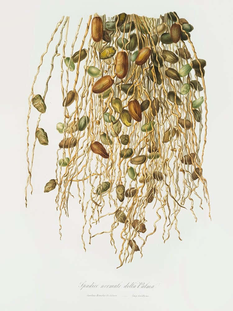 Normal Spadice Of The Palm (Phoenix Dactylifera) From Pomona Italiana (1817 1839), Giorgio Gallesio