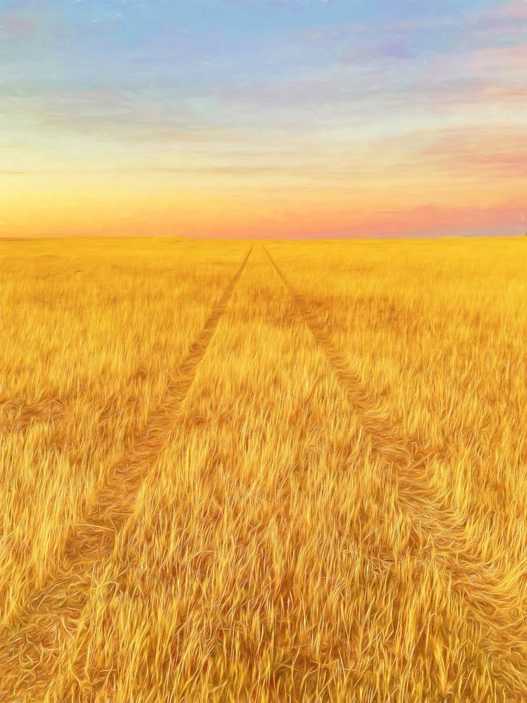 Cut Wheat Tyre Tracks Landscape