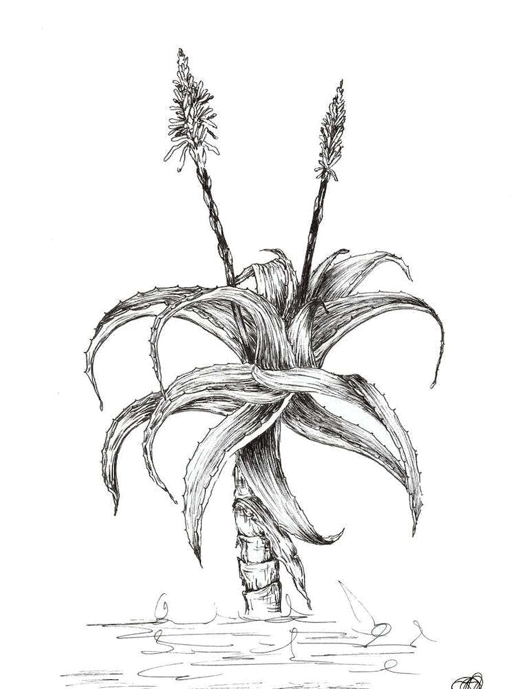 Black and White Aloe with Two Flowers