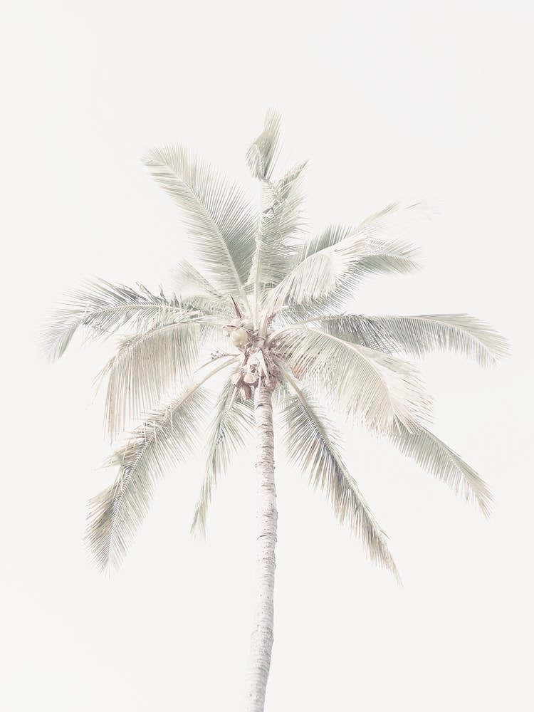 Single Palm Tree