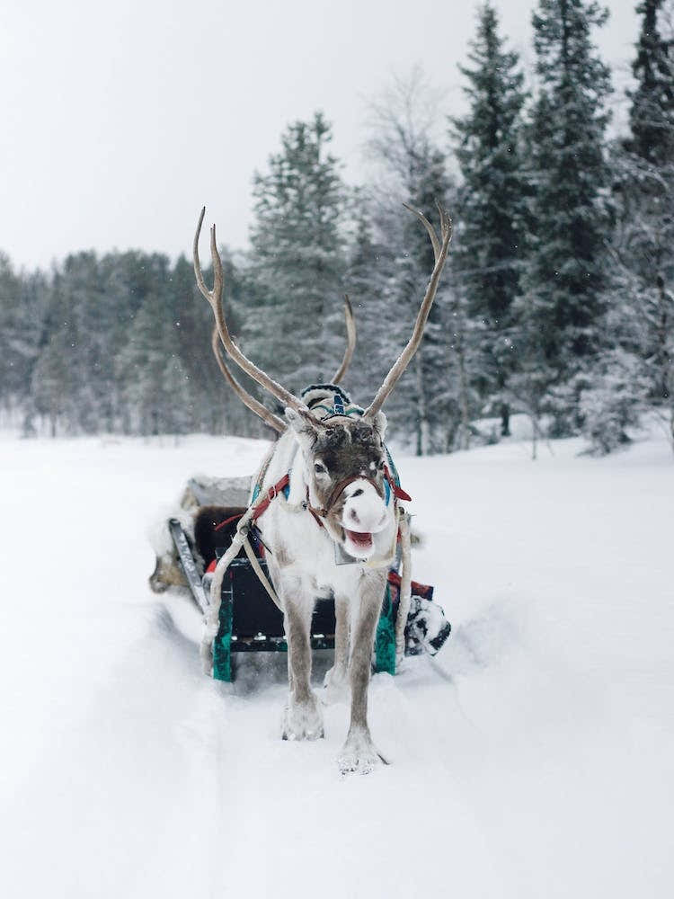 Snowy Reindeer
