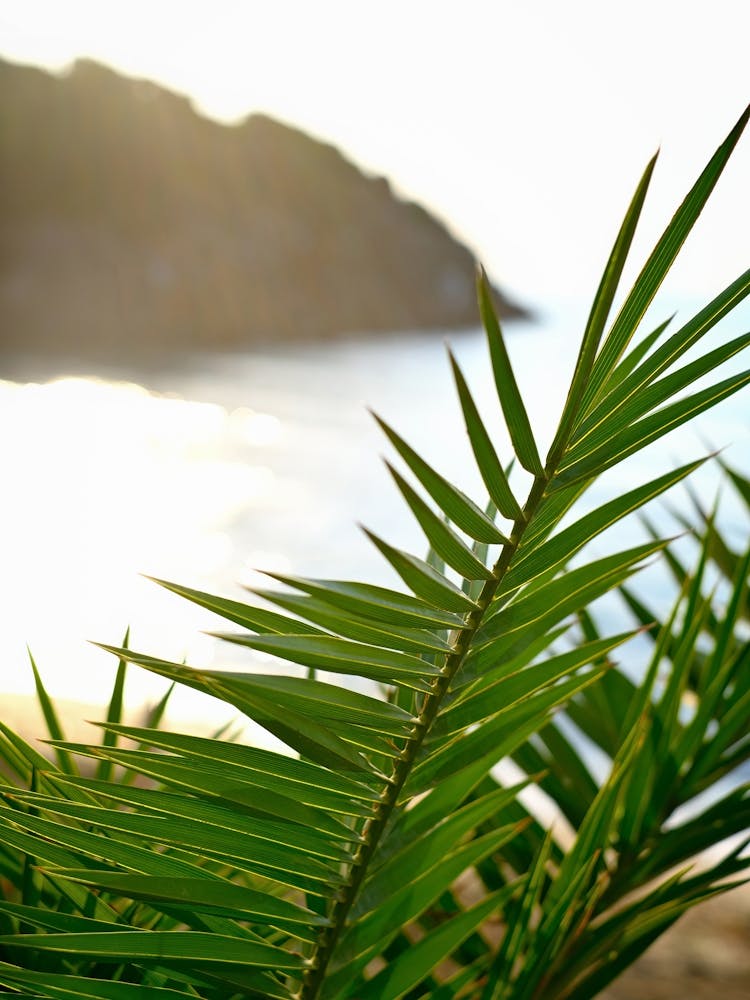 Palm Leaf at The Beach // Ibiza Nature & Travel Photography