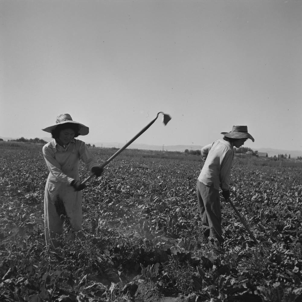 Nyssa, Oregon, Fsa (Farm Security Administration) Mobile Camp, Japanese American Farm Worker By Russell Lee 2