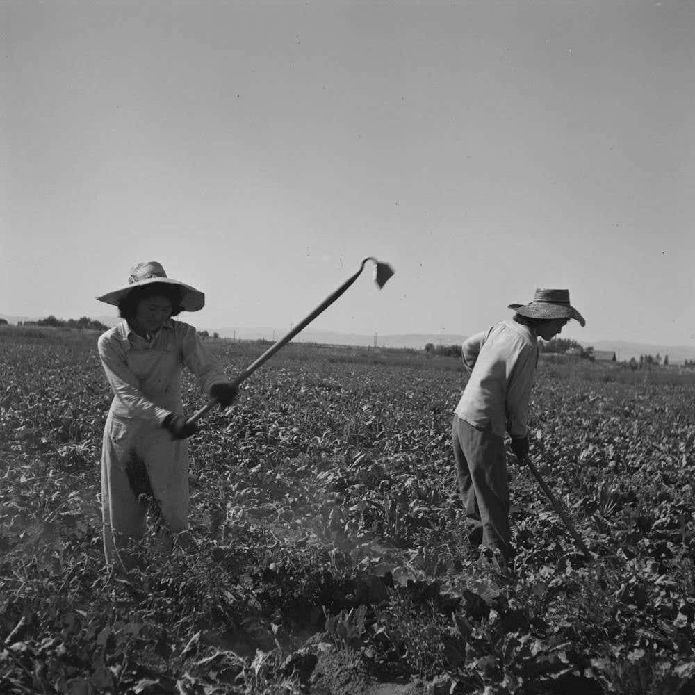 Nyssa, Oregon, Fsa (Farm Security Administration) Mobile Camp, Japanese American Farm Worker By Russell Lee 2