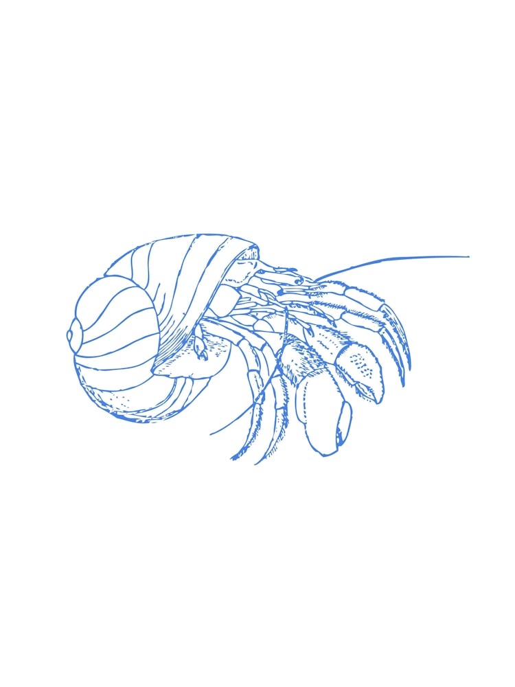 Crab